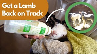 How We Got This Weak Lamb Back On Track (How to Care for a Weak Lamb)