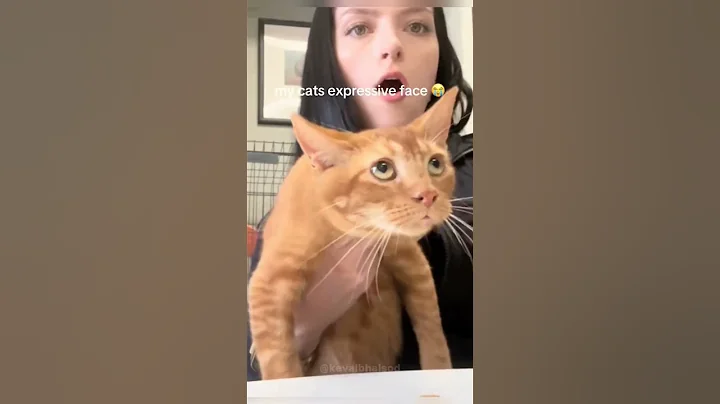 Video 11861681: cat funnycats, funny cat reaction