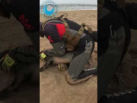 Rescuers Spot Entangled