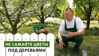 видео Какие цветы лучше посадить в тени