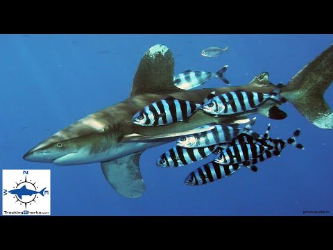 2022 Fatal Shark Attack Egypt