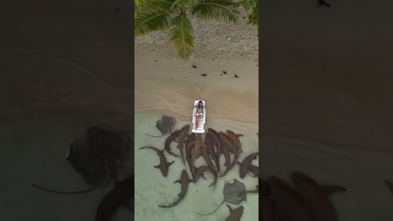 Only in the Maldives 🤯 Dozens of sharks right by the beach! #shorts #travel #fyp