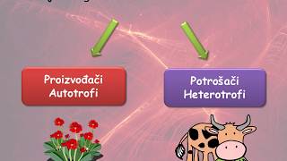 Odnosi Prehrane U Biocenozi