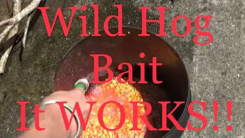 Hog Bait that WORKS! - Sour Corn Recipe