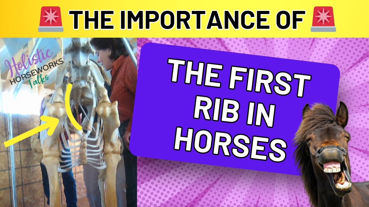 The Importance of the First Rib in Horses | Holistic Horseworks Talks
