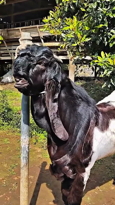 #laughinggoat #contestgoat #goat #laughing #youngbreeder #cover #dj #remix