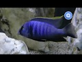 Placidochromis electra  malawi cichliden