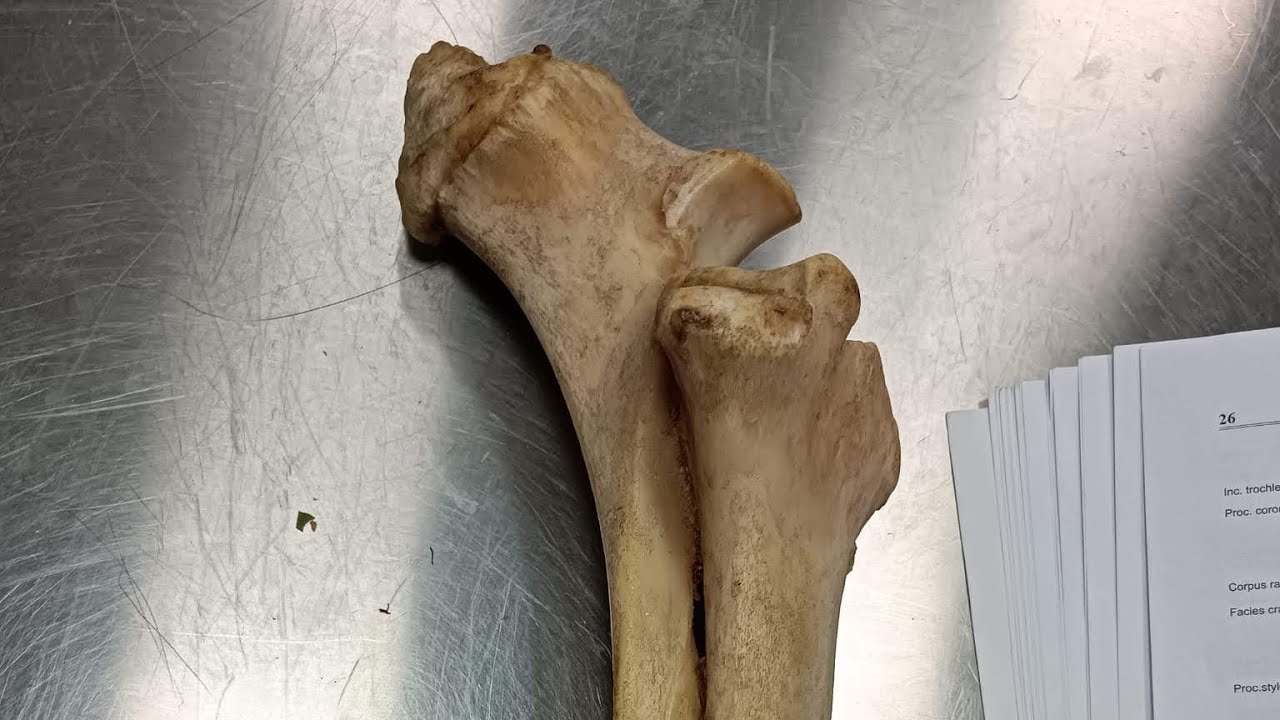 Ulna ve Radius (Veteriner Anatomi)(Ruminant) - YouTube