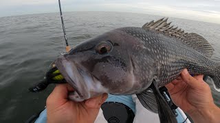 How to catch GIANT seabass in the Long Island Sound from a kayak