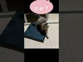 元野良猫を寝かしつけた後そーっと離れたら…汗 #shorts