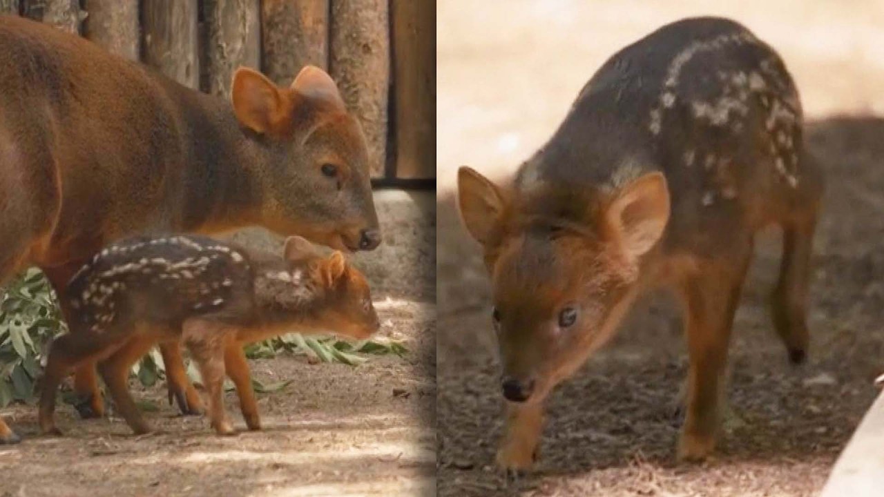 One Of The Smallest Deer Species Born At San Diego Park