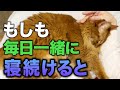 【恐怖】飼い主と毎日一緒に寝続けた猫はこうなります