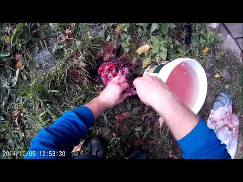 Cutting sheep tongue - Avies liežuvio išpjovimas