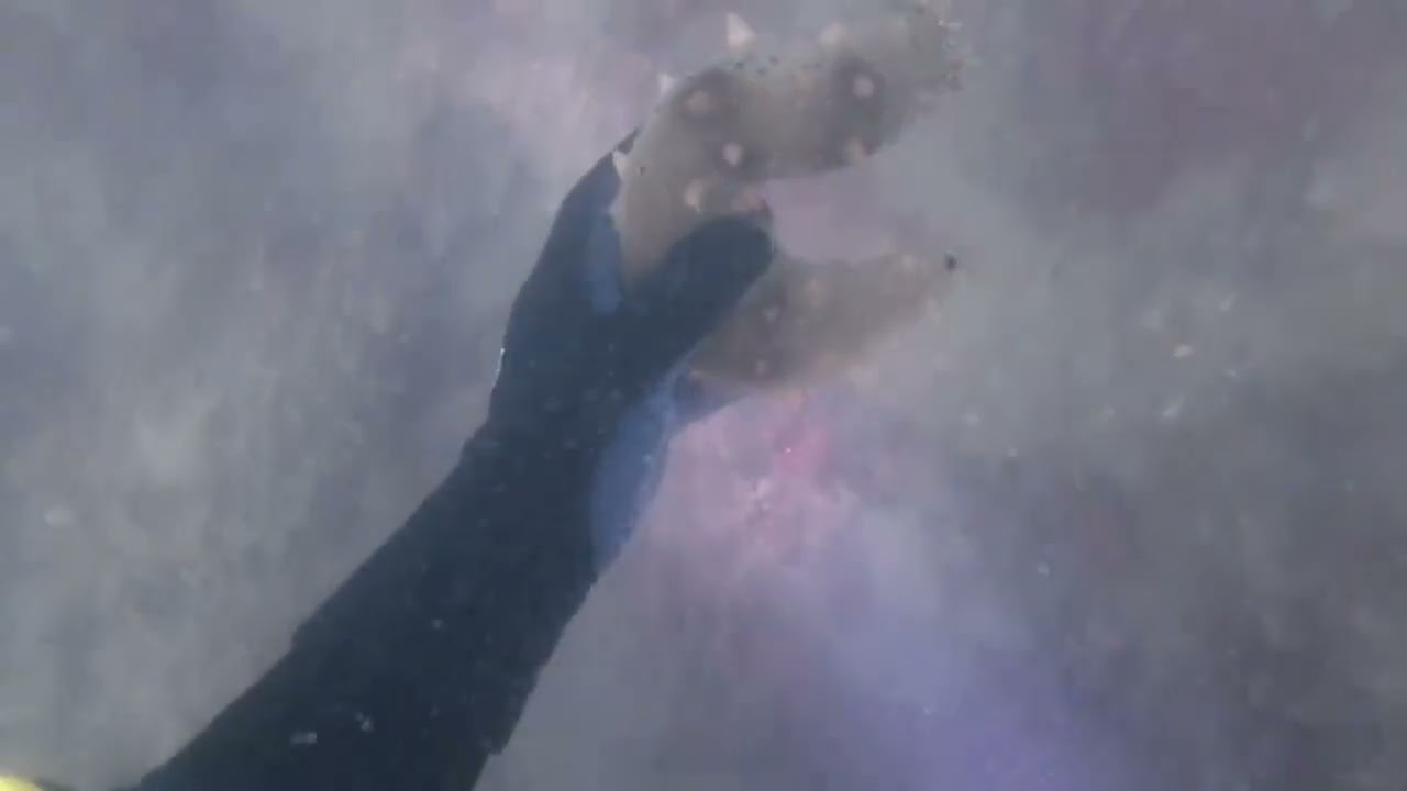 #野生海参#裙带菜 #感谢大海的馈赠#冬潜 涅槃的潜水日记第275潜