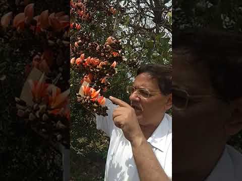 Flame of the Forest ,Palash,Dhak ,Tesu , Butea monosperma -UN Decade of Biodiversity