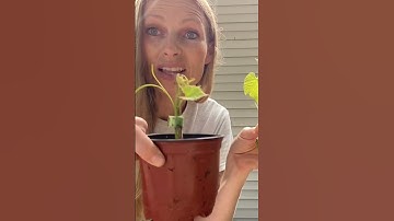 The only Plant propagation hack you need!