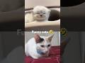 #cat #cats #funnyanimals #funnycats #catreaction #collab #shorts #subscribe #funny 🥰😼❤️😹😻🙀 #catlover
