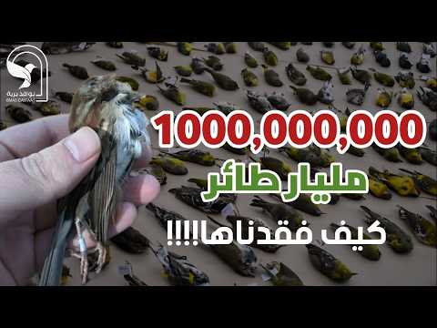 وثائقي كيف فقدنا مليار طائر في سنة واحدة وفي بلد تعرف على اكبر كوارث الطيور
