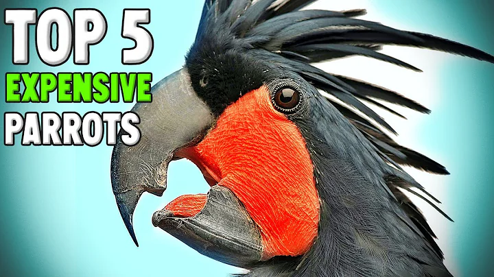 Top 5 Most Expensive Parrots