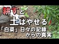 【自然農】耕すと土は痩せる　「白菜」日々の成長記録が示す真実