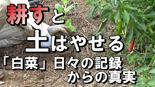 【自然農】耕すと土は痩せる　「白菜」日々の成長記録が示す真実