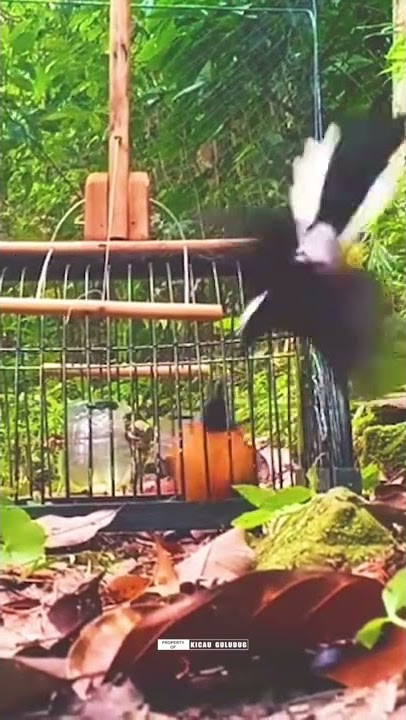 Pikat Murai Batu Kepala Putih Di Hutan