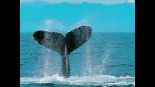 angela zhang - qi shi hen ai ni