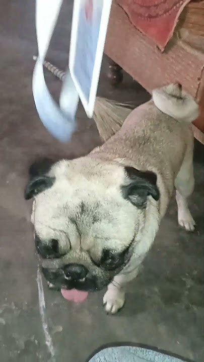 Download lagu #our innocent dida#fun#joy#care#emotional#trendingshort#kid#child#love#pet#share#animal#cute#cartoon