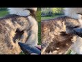 Owner hoovers dogs fur during shedding season