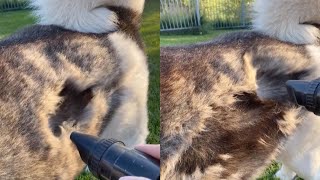 Owner 'Hoovers' Dogs Fur During Shedding Season screenshot 4