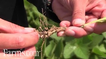 Farms.com Soybean Report: Scouting For Nitrogen Fixing Nodules.