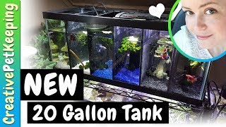 divided betta tank for sale