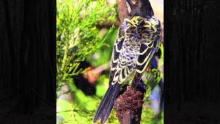 EDC 171 - Regent Honeyeater