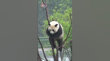 Giant Panda