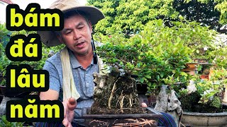 Sung Bonsai, Cây Cảnh Bám Đá Lâu Năm Lối Làm Cây Rất Tự Nhiên Mà Rất Đẹp