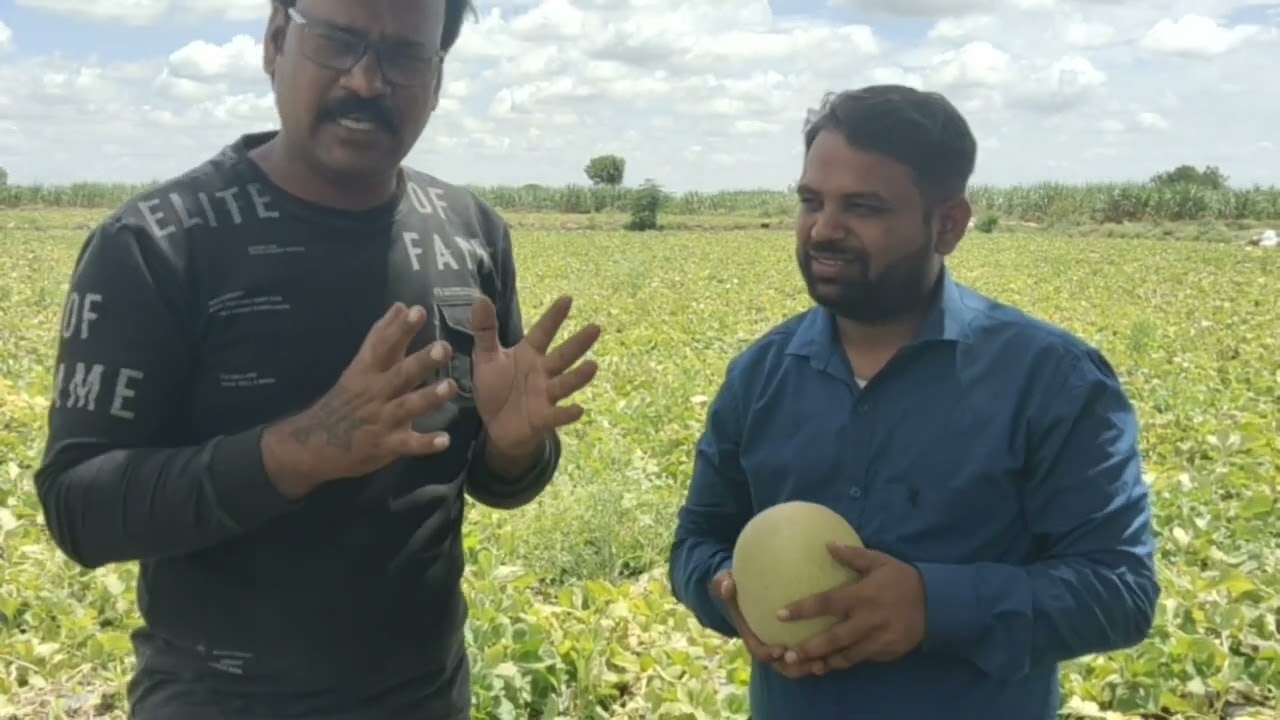 खरबूज लागण नक्की कधी करावे ? #रोहित_बोरगावे #बालाजी_लोहुकरे #खरबूज