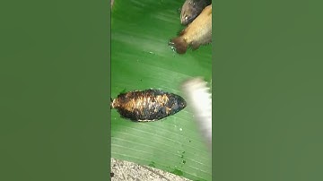 ae làm lai rai cá rô đồng nướng chảy mỡ😋 #miềntây