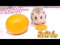 みかんを食べるハムスター!