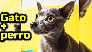 Qué sucede cuando cruzas gatos azules rusos y perros chihuahua