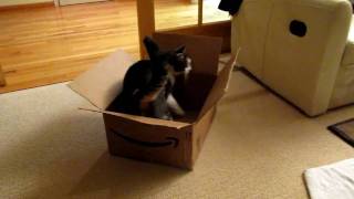 Meow in Box