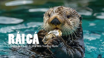 Khám Phá Thế Giới Rái Cá – Chuyên Gia Bơi Lội Của Tự Nhiên! | Bảo vệ động vật hoang