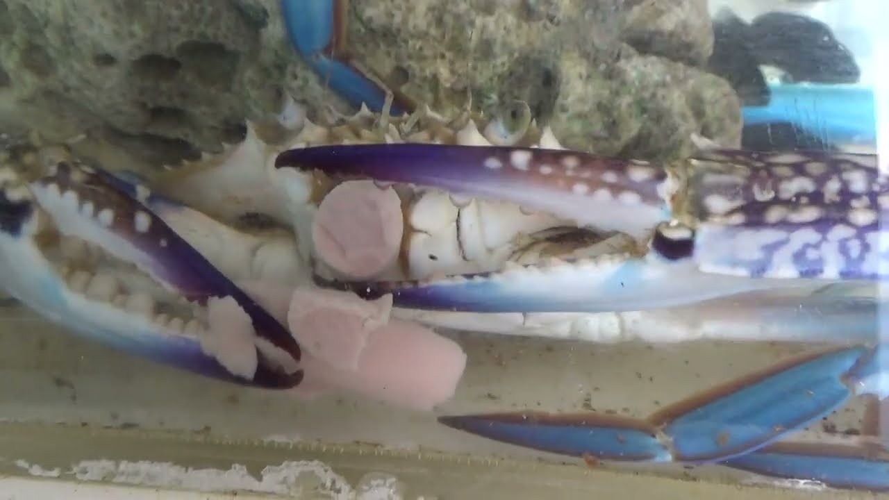 ワタリガニ ガザミ の食事シーン 釣太郎カニ飼育動画 釣太郎ブログ ワタリガニ ガザミ の食事シーン 釣太郎カニ飼育動画 釣太郎ブログ