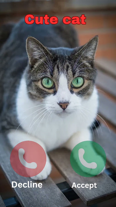 Hello #ringtone #nadaderingtelepon #smartphone #ringtones #music #bgm #cat #gatuno #funnymusic