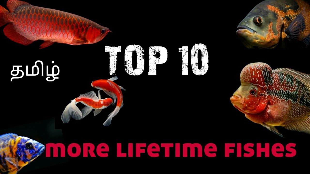 Top 10 more lifespan fishes in tamil//தமிழ்//agrinain arasan YouTube