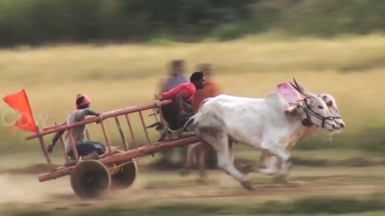 Young jockey nicely riding bullock cart at race