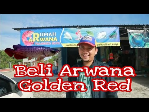 Beli Golden Red Hb Di Rumah Arwana Palangka Raya Youtube