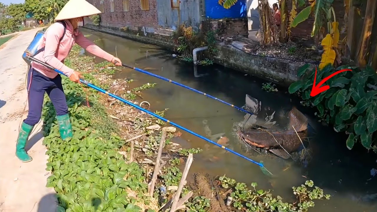 Chị Gái Dũng Cảm Truy Bắt Cá Ăn Thịt Khổng Lồ Nặng 10Kg