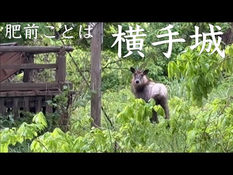 【肥前ことば】横手城(出羽国)【秋田県横手市】【小野寺輝道・義道】【動物に注意】