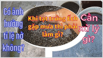 Cần Biết: Khi Tạt Trứng Ếch Gặp Mưa Thì Làm Sao? Cần Xử Lý Gì? Có Ảnh Hưởng Tỉ Lệ Nở Không?