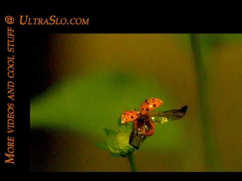 Ladybug @7000 FPS (reUpload) - UltraSlo
